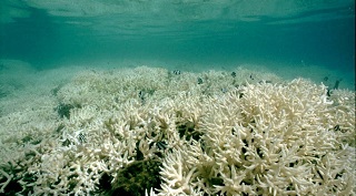 1400-Mile-Long Great Barrier Reef Has Lost the Battle to Global Warming