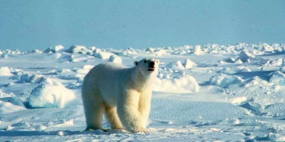 ArcticNationalWildlifeRefuge