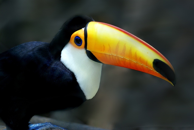 beautiful-parrot-with-long-beak-3872x2592_67427 (1)