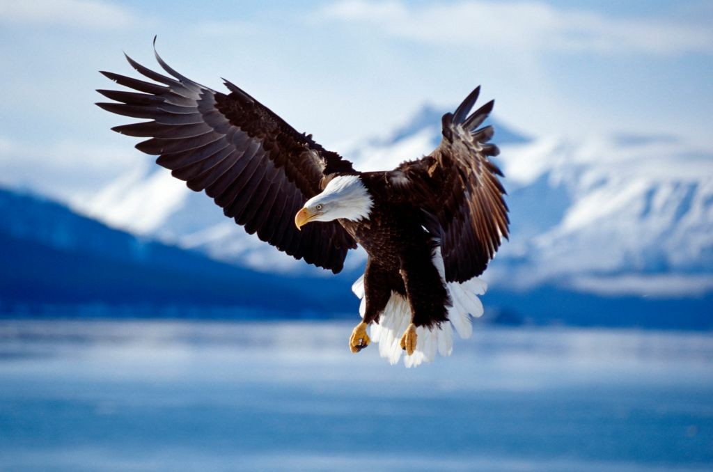 Bald Eagle (Haliaeetus leucocephaus) in flight Alaska, USA Date: 08/02/2008. (Photo by: Avalon/Universal Images Group via Getty Images)