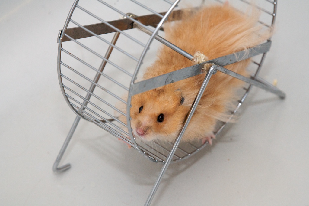 Golden Hamster